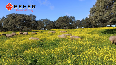 BEHER - Iberische Lende