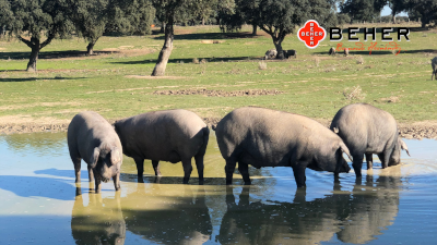 BEHER - Iberischer Schinken