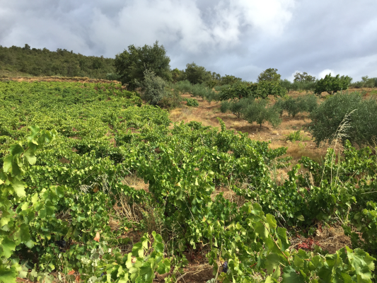 Region Navarra Weinberge in dem Anbaugebiet Navarra